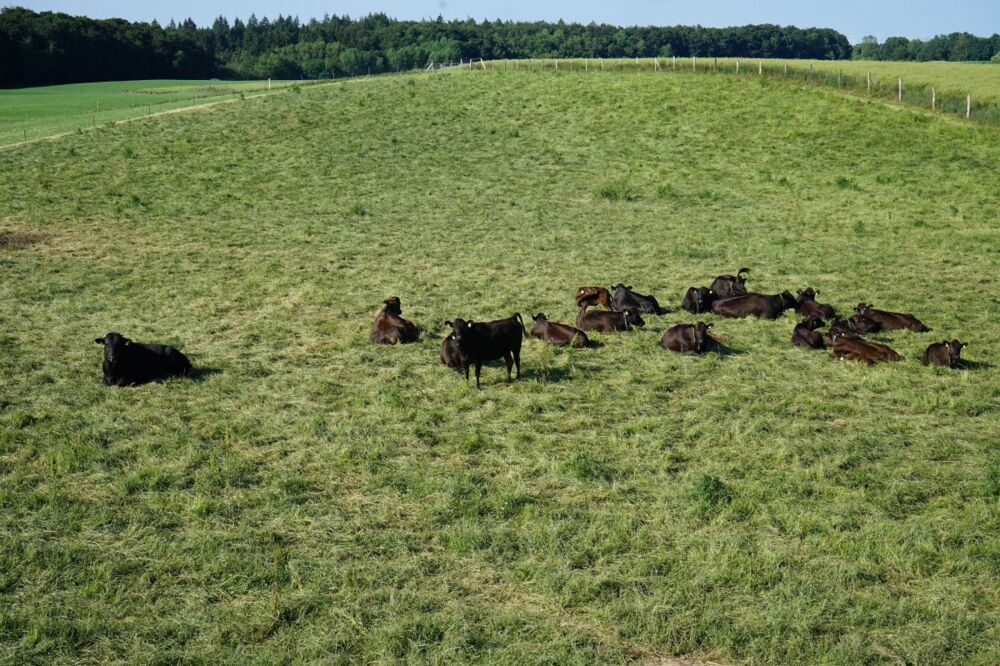 Unsere Wagyu- Rinder auf einer grünen Wiese
